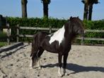 Apart mooie levens ggk AMHA/NMPRS hengst, Hengst