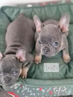 Franse bulldog, CDV (hondenziekte), 8 tot 15 weken, Bulldog, Meerdere