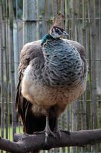 Jonge Pauwen, Dieren en Toebehoren, Pluimvee, Meerdere dieren, Overige soorten