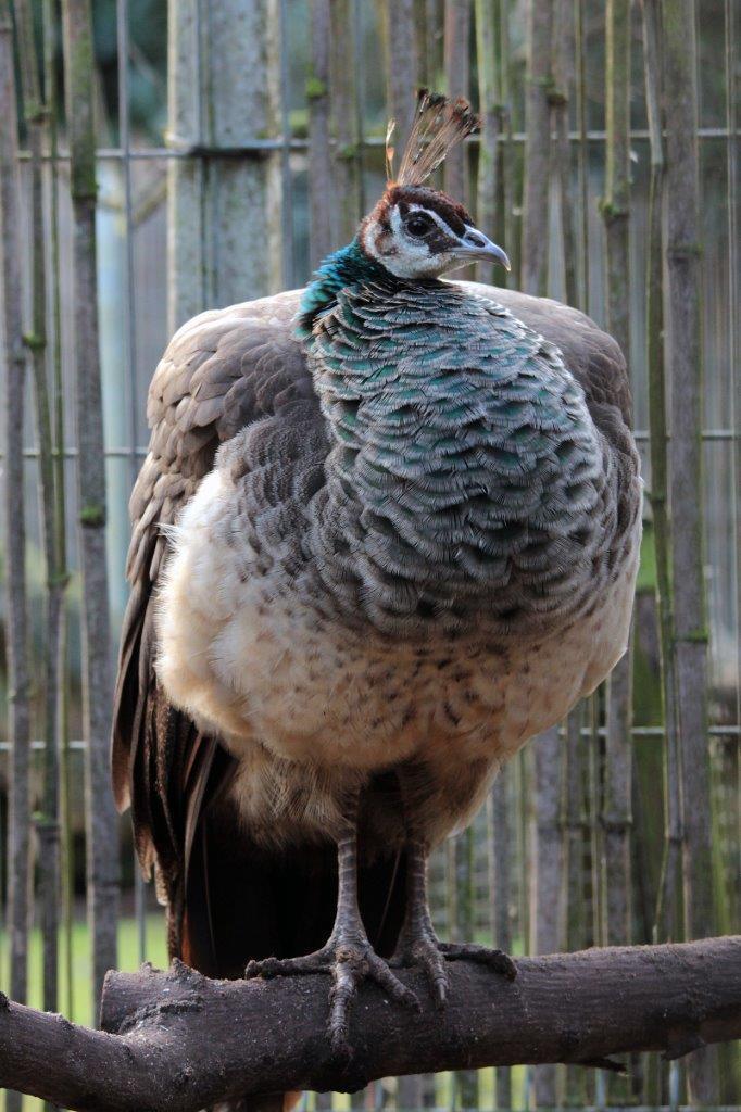 Jonge Pauwen, Dieren en Toebehoren, Pluimvee, Overige soorten, Meerdere dieren