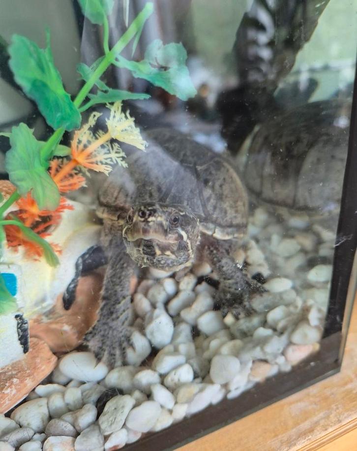 Baasje voor Muskusschildpad(den) gezocht!, Dieren en Toebehoren, Reptielen en Amfibieën | Toebehoren, Zo goed als nieuw, Ophalen of Verzenden
