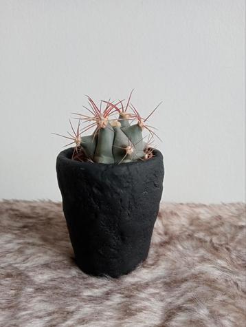 Zwart bloempotje handbewerkt 9 cm met cactus 