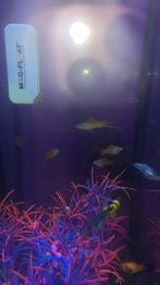 Zo snel mogelijk Gratis af te halen, Dieren en Toebehoren, Vissen | Aquariumvissen, Vis