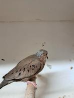 Musduif doffer, Mannelijk, Overige soorten