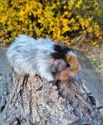 3 Cavia zeugjes beschikbaar 5 weken oud., Dieren en Toebehoren, Knaagdieren, September, Cavia