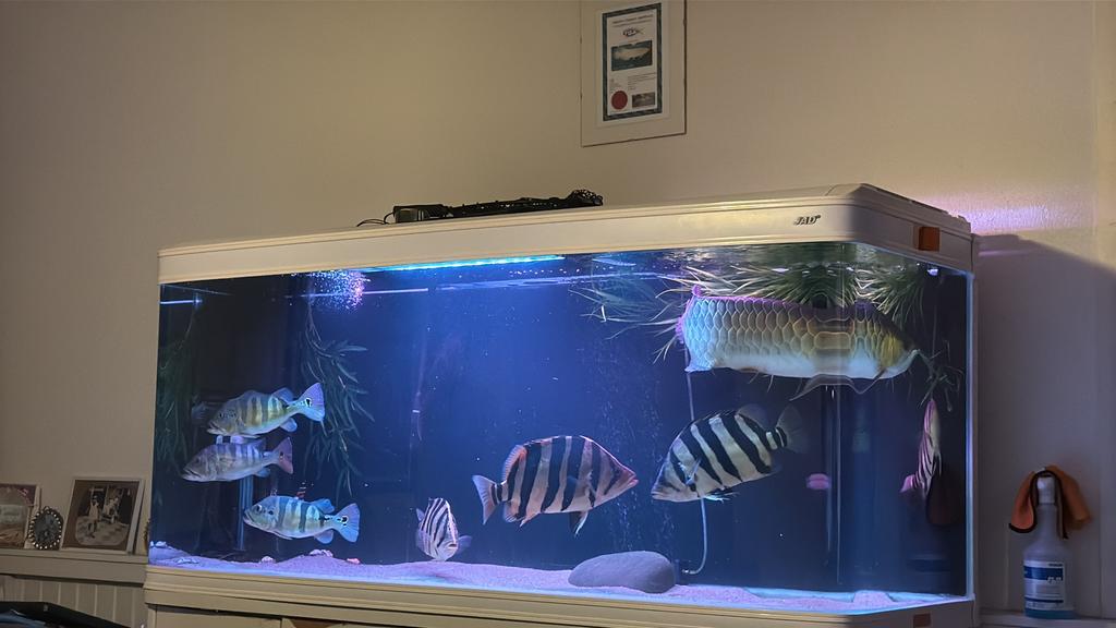 Jad aquarium 180*65*75 grote roofvissen juwel aqualantis, Dieren en Toebehoren, Vissen | Aquaria en Toebehoren, Ophalen, Gebruikt