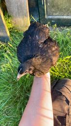 Mooie gezonde ayam cemani en goed koop zijn goed zwart