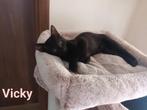 Prachtige Griekse kittens, Dieren en Toebehoren, Poes, Kortharig, 0 tot 2 jaar
