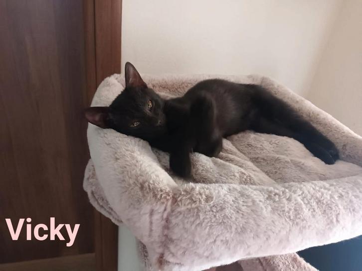 Prachtige Griekse kittens, Dieren en Toebehoren, Katten en Kittens | Overige Katten, Kortharig, Poes, 0 tot 2 jaar