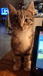 Kitten, Dieren en Toebehoren, Poes