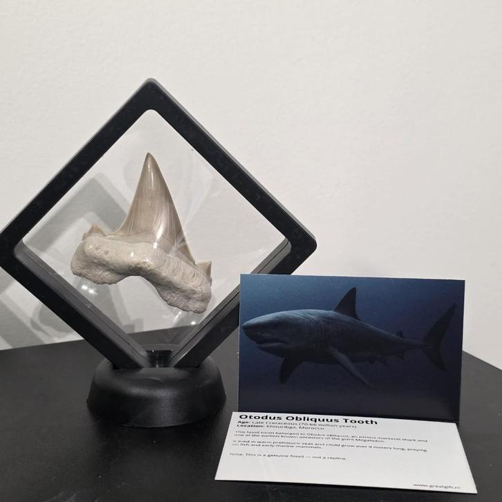 Grote Haaientand 7 cm in display- Otodus haai, Verzamelen, Mineralen en Fossielen, Fossiel, Verzenden