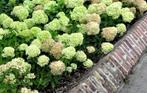 Pluimhortensia Pastel Green, Tuin en Terras, Ophalen of Verzenden, Hortensia, Struik, Minder dan 100 cm