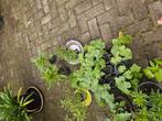 komkommer,tomaat, paprika,, Tuin en Terras, Planten | Tuinplanten, Ophalen, Volle zon, Groenteplanten, Eenjarig