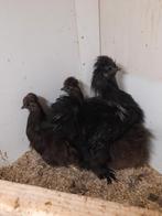 Te koop zijdhoender kriel, Dieren en Toebehoren, Pluimvee, Meerdere dieren, Kip
