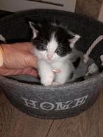 ♥️NOG 1 SIBERISCHE KITTEN♥️100% HYPOALOGEEN, Dieren en Toebehoren, Katten en Kittens | Raskatten | Langhaar, Meerdere dieren, Ontwormd