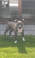 American Staffordshire terriër teefje 5 jaar oud, Dieren en Toebehoren, American Staffordshire Terriër, Teef, Parvo, Eén hond