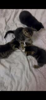 Kittens