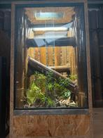 Chahoua gekko man (super tam) met of zonder terrarium., Hagedis, Tam, 0 tot 2 jaar