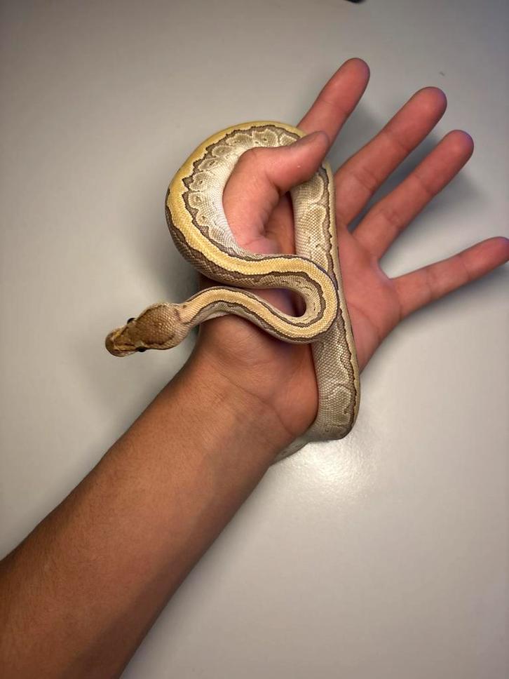 Complete Ball Python Set +Volledig Ingericht Terrarium, Dieren en Toebehoren, Reptielen en Amfibieën, Slang, 0 tot 2 jaar