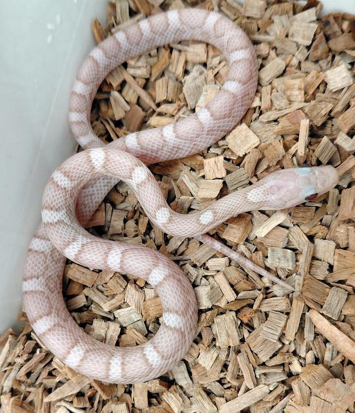 Korenslangen ultramel charcoal