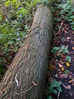 Boomstammen populier haardhout, deels gedroogd, Minder dan 3 m³, Ophalen, Overige houtsoorten, Stammen