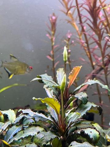 Bucephlandra stekken, aquarium plant, terrarium plant beschikbaar voor biedingen