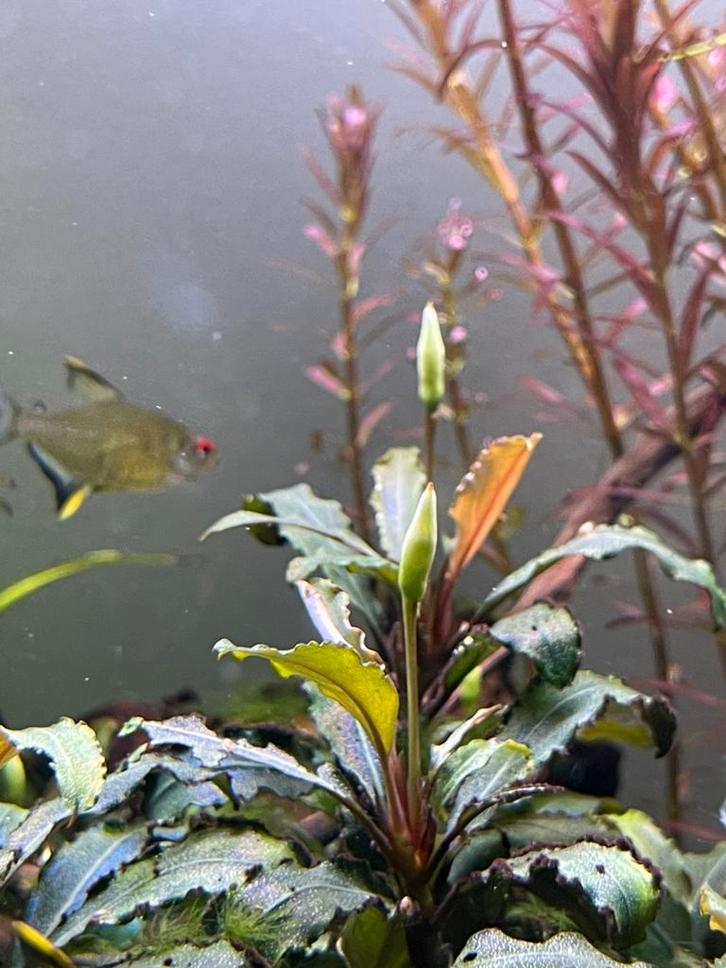 Bucephlandra stekken, aquarium plant, terrarium plant, Dieren en Toebehoren, Vissen | Aquaria en Toebehoren, Nieuw, Plant(en), Steen of Hout