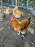 Jonge bruine haan, Dieren en Toebehoren, Mannelijk, Kip