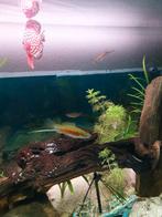 2 mannen zwaarddragers € 2 per vis, Dieren en Toebehoren, Vissen | Aquariumvissen, Vis