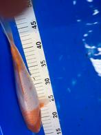 Koi, Dieren en Toebehoren, Vissen | Vijvervissen, Karper of Koi