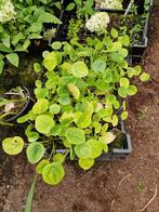 Pannekoekenplantjes, Ophalen of Verzenden, Overige soorten, Minder dan 100 cm