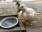 Kwakertjes eenden, Dieren en Toebehoren, Mannelijk, Eend