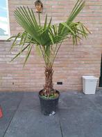 Winterharde Chinese Waaierpalm - Trachycarpus fortunei, Tuin en Terras, Overige soorten, Volle zon, Vaste plant, Ophalen of Verzenden