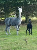 Grijze alpaca merrie met zwart merrieveulen alpacas alpaca’s, Dieren en Toebehoren, September, Meerdere dieren