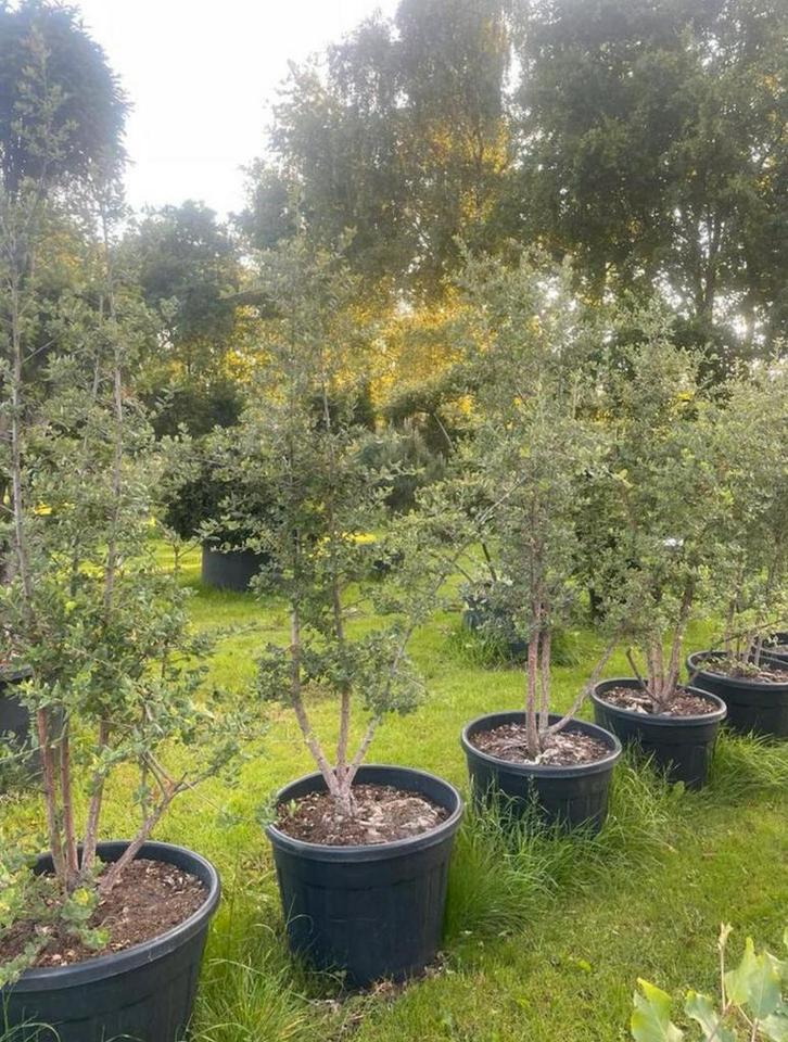 Kurkeik en steeneik meerstammig leverbaar tot 275 cm hoog, Tuin en Terras, Planten | Struiken en Hagen, Struik, Overige soorten