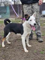 Vlecka zoekt een baasje, Dieren en Toebehoren, Honden | Niet-rashonden, Handelaar, 1 tot 2 jaar, Buitenland, Teef