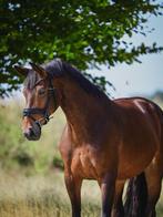 Enthousiaste verzorgster gezocht, Ruiter of Bijrijder