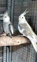 2 koppels valkparkieten, Dieren en Toebehoren, Vogels | Parkieten en Papegaaien, Meerdere dieren, Parkiet, Geringd