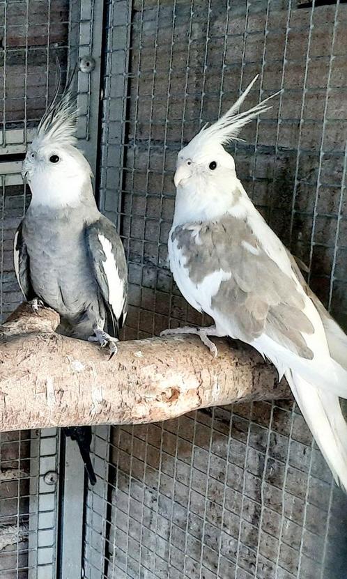 2 koppels valkparkieten, Dieren en Toebehoren, Vogels | Parkieten en Papegaaien, Parkiet, Meerdere dieren, Geringd