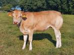 Mooie blonde aquitaine stamboek pink, Dieren en Toebehoren, Runderen, Vrouwelijk