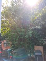 Hele grote jasmijn, Tuin en Terras, Planten | Bomen, Overige soorten, 100 tot 250 cm, Zomer, Ophalen