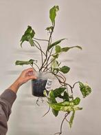 Syngonium Batik Variegata, Ophalen of Verzenden, Halfschaduw, Minder dan 100 cm