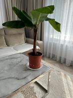 Bananen plant Musa 'Dwarf Cavendish (1 meter +/-), Huis en Inrichting, Kamerplanten, Overige soorten, Minder dan 100 cm, Ophalen of Verzenden