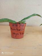 Hoya minibelle potmaat 6.5 nummer H746, Ophalen of Verzenden, Halfschaduw, Minder dan 100 cm