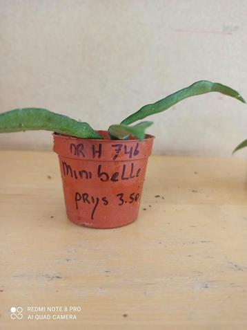 Hoya minibelle potmaat 6.5 nummer H746 beschikbaar voor biedingen