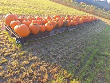 Halloween Pompoenen - Diverse Maten beschikbaar voor biedingen