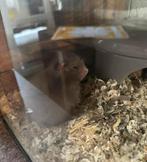 Baby Goudhamster🐹, Dieren en Toebehoren, Knaagdieren, Hamster, Mannelijk, Tam, September