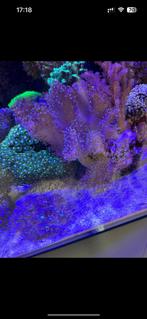 Groot leder koraal, Dieren en Toebehoren, Vissen | Aquariumvissen, Overige typen