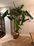 Strelitzia Nicolai - Paradijsvogelplant, Ophalen, 200 cm of meer, Overige soorten, Halfschaduw