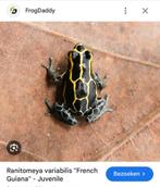 Ranitomeya franch Guyana, Dieren en Toebehoren, 0 tot 2 jaar